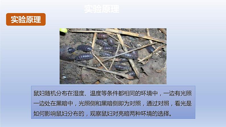 中考生物二轮复习实验突破课件:非生物因素对某种动物的影响(含答案)第3页