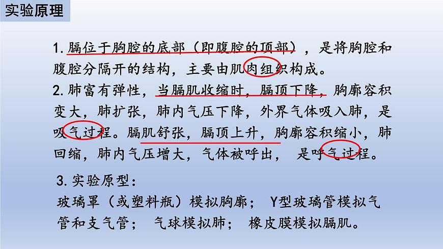 中考生物二輪復(fù)習(xí)實驗突破課件:膈肌運(yùn)動的模擬實驗(含答案)第3頁