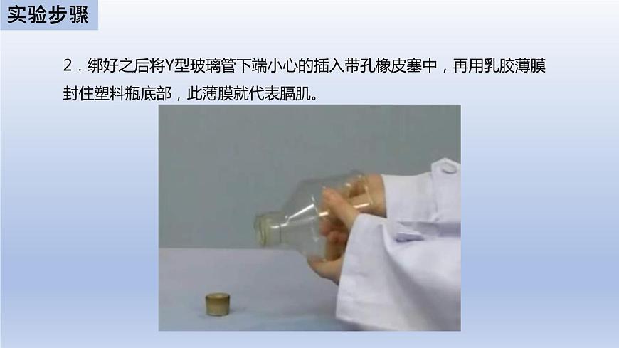 中考生物二輪復(fù)習(xí)實驗突破課件:膈肌運(yùn)動的模擬實驗(含答案)第6頁