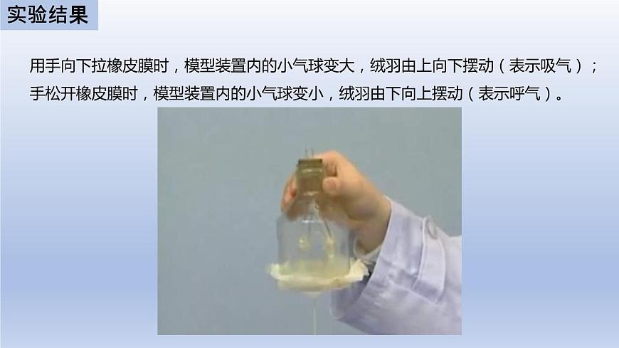 中考生物二輪復(fù)習(xí)實驗突破課件:膈肌運(yùn)動的模擬實驗(含答案)第8頁