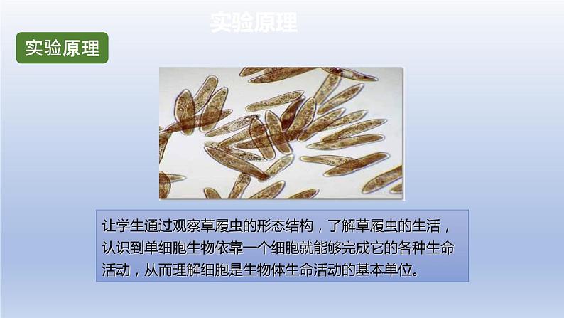 中考生物二轮复习实验突破课件:观察草履虫(含答案)第3页