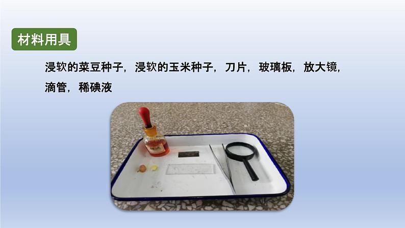 中考生物二轮复习实验突破课件:观察种子的结构(含答案)第4页