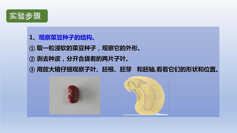 中考生物二轮复习实验突破课件:观察种子的结构(含答案)第5页