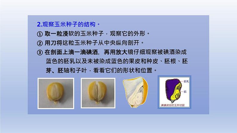 中考生物二轮复习实验突破课件:观察种子的结构(含答案)第6页