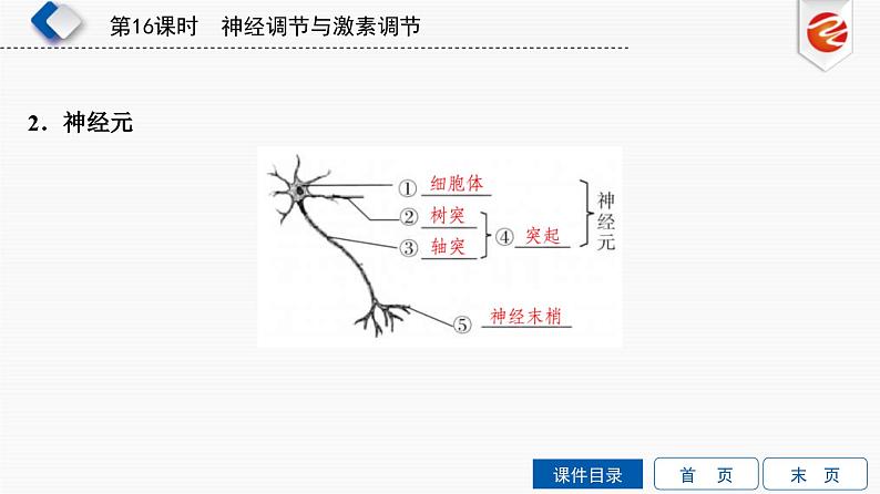 中考生物一轮复习培优课件第16单元 神经调节与激素调节 (含答案)03
