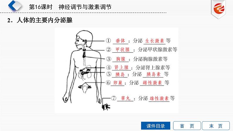 中考生物一轮复习培优课件第16单元 神经调节与激素调节 (含答案)08