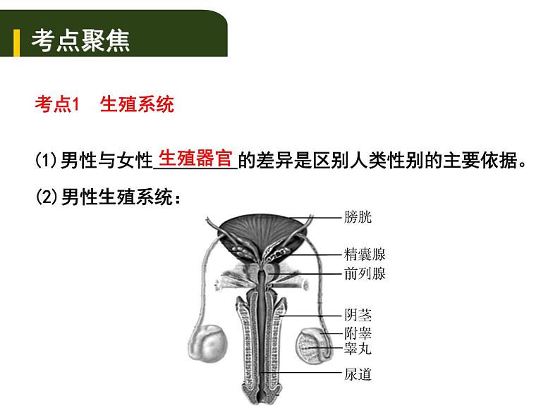 中考生物一轮复习课件7.1人的生殖和发育与青春期(含答案)01