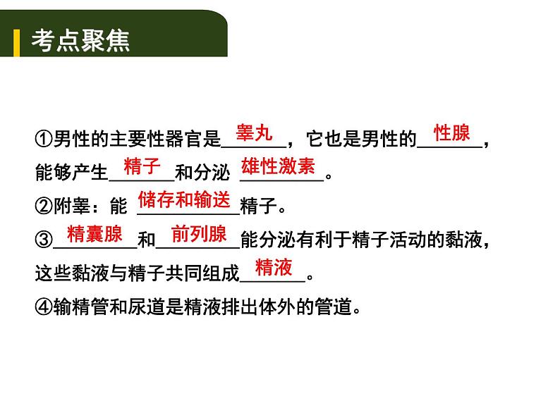 中考生物一轮复习课件7.1人的生殖和发育与青春期(含答案)02