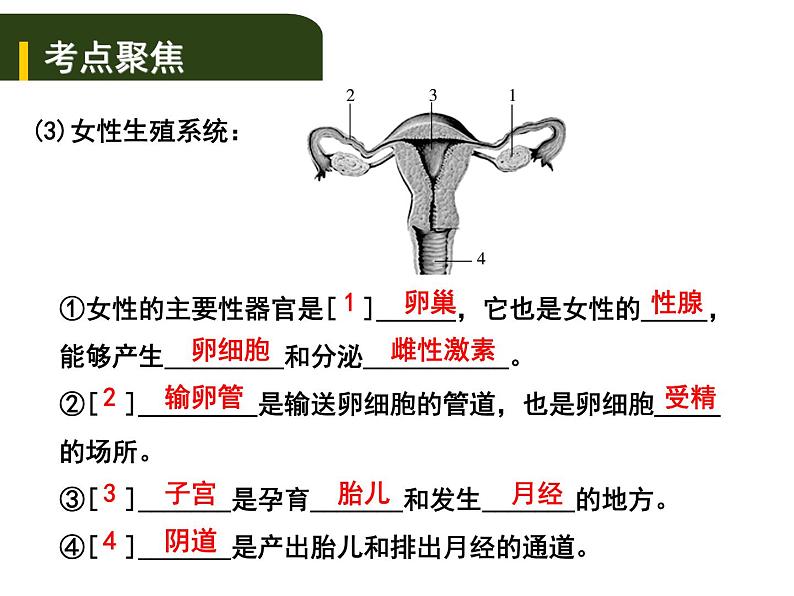 中考生物一轮复习课件7.1人的生殖和发育与青春期(含答案)03