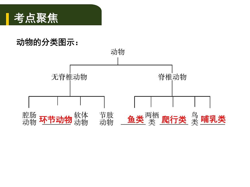 中考生物一輪復習課件8.1根據(jù)生物的特征進行分類(含答案)第3頁
