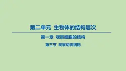 2023-2024学年六年级生物鲁教版（五四学制）课件---第三节 观察动物细胞