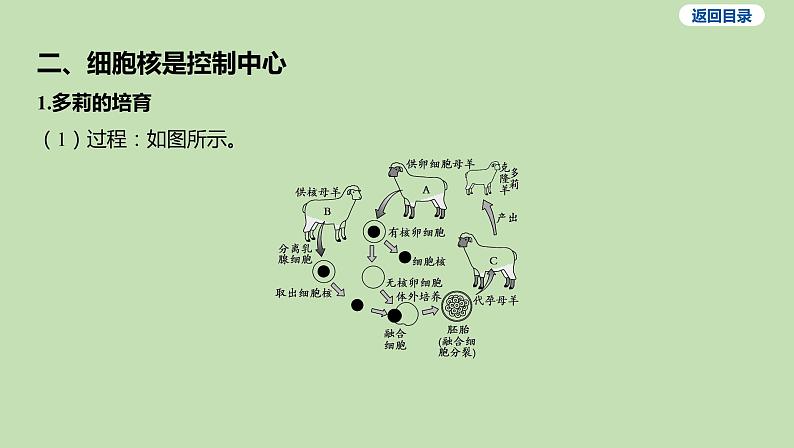 2023-2024学年六年级生物鲁教版(五四学制)课件---第一节 细胞的生活05