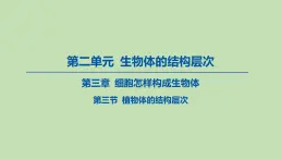 2023-2024学年六年级生物鲁教版（五四学制）课件---第三节 植物体的结构层次