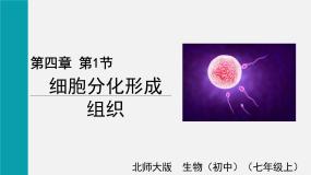 生物七年级上册第二单元  生物体的结构第4章  生物体的结构层次第1节 细胞分化形成组织完整版课件ppt