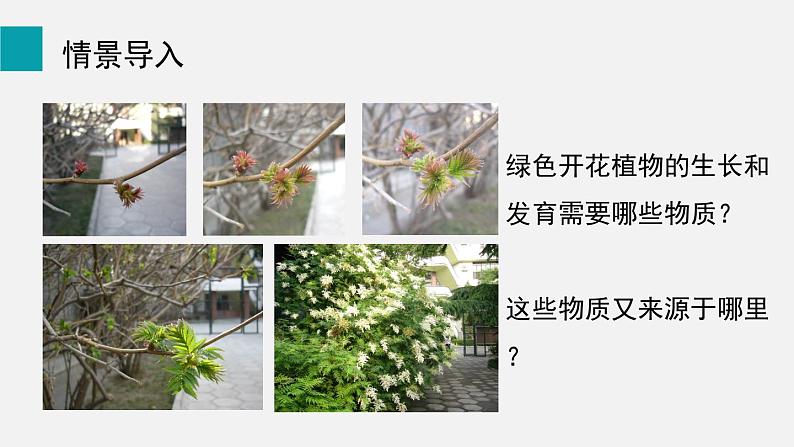 第5章绿色开花植物的生活方式第1节光合作用第1课时光合作用的发现课件02