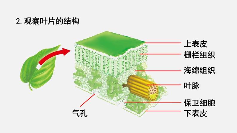 第5章绿色开花植物的生活方式第1节光合作用第3课时光合作用的原理和应用课件07