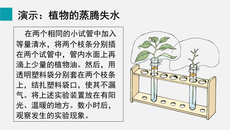 第5章绿色开花植物的生活方式第4节蒸腾作用课件04