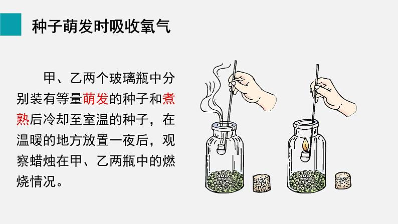 第5章绿色开花植物的生活方式第2节呼吸作用课件第3页