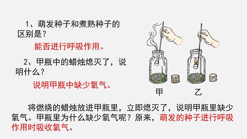 第5章绿色开花植物的生活方式第2节呼吸作用课件第4页