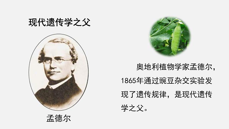 第20章生物的遗传和变异第3节性状遗传有一定的规律性课件第3页