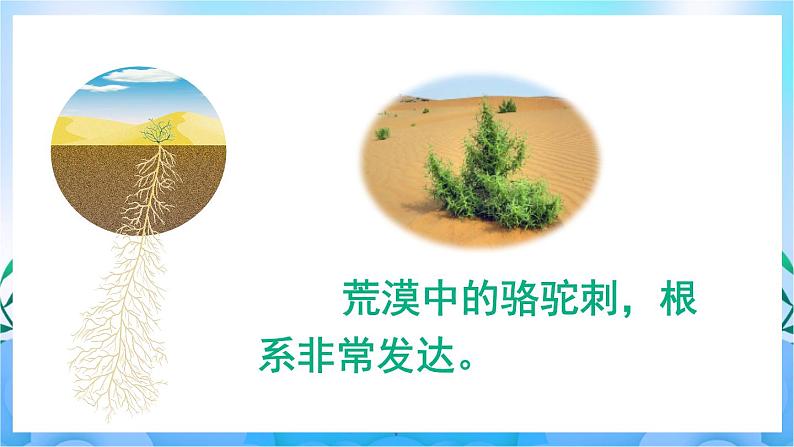 人教版七上生物 第2课时 生物因素对生物的影响 生物对环境的适应和影响第4页