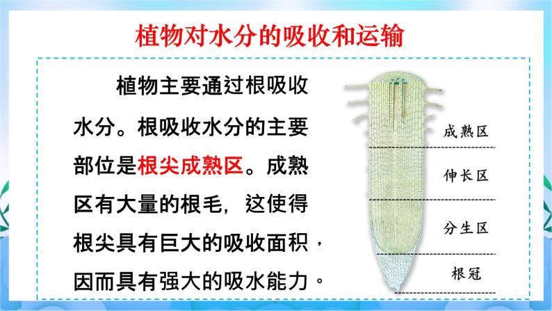 人教版七上生物3.3《绿色植物与生物圈的水循环》课件+视频素材04