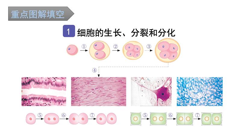 中考生物复习第二单元第二章细胞怎样构成生物体知识点课件02