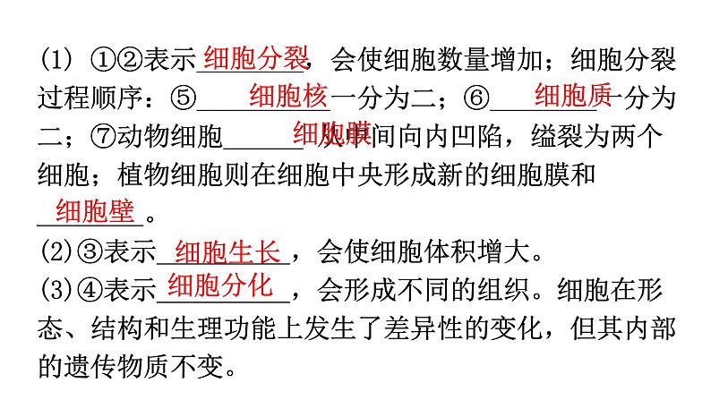 中考生物复习第二单元第二章细胞怎样构成生物体知识点课件03