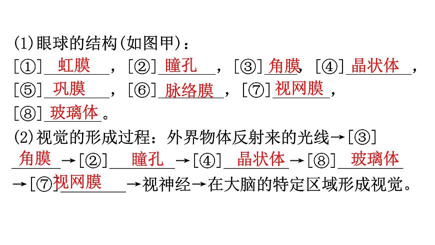 中考生物復(fù)習(xí)第四單元第六章人體生命活動(dòng)的調(diào)節(jié)知識(shí)點(diǎn)課件第3頁(yè)