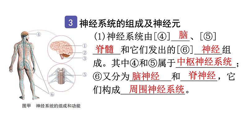 中考生物复习第四单元第六章人体生命活动的调节知识点课件第7页