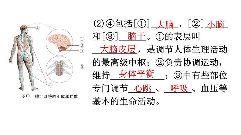 中考生物复习第四单元第六章人体生命活动的调节知识点课件第8页