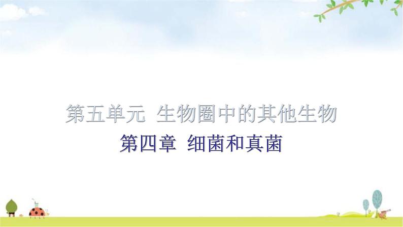中考生物复习第五单元第四章细菌和真菌知识点课件01