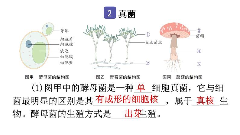 中考生物复习第五单元第四章细菌和真菌知识点课件04
