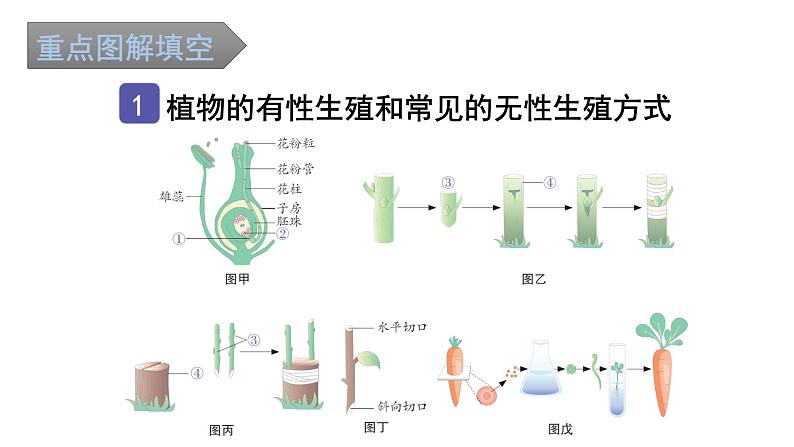 中考生物复习第七单元第一章生物的生殖和发育知识点课件02
