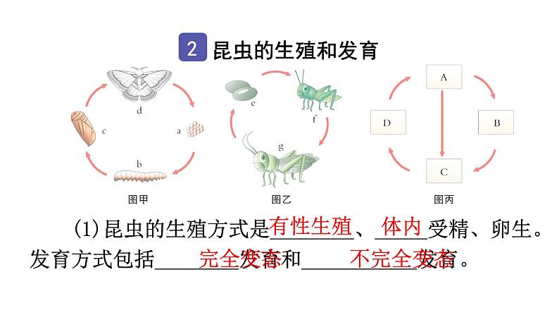 中考生物复习第七单元第一章生物的生殖和发育知识点课件05
