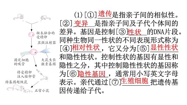 中考生物复习第七单元第二章生物的遗传与变异知识点课件03