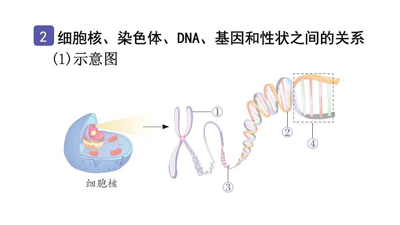 中考生物复习第七单元第二章生物的遗传与变异知识点课件05