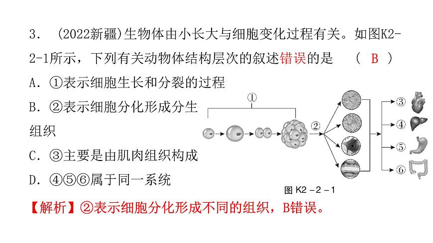 中考生物復(fù)習(xí)第二單元第二章細(xì)胞怎樣構(gòu)成生物體課件第4頁(yè)