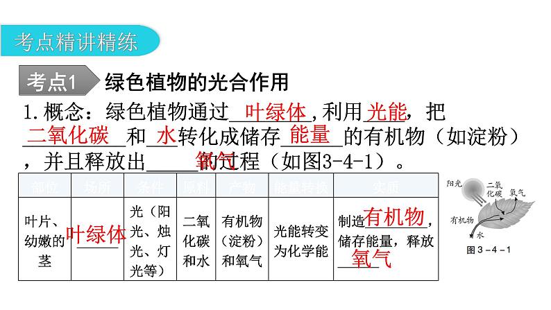中考生物复习第三单元生物圈中的绿色植物第四章绿色植物是生物圈中有机物的制造者教学课件第8页
