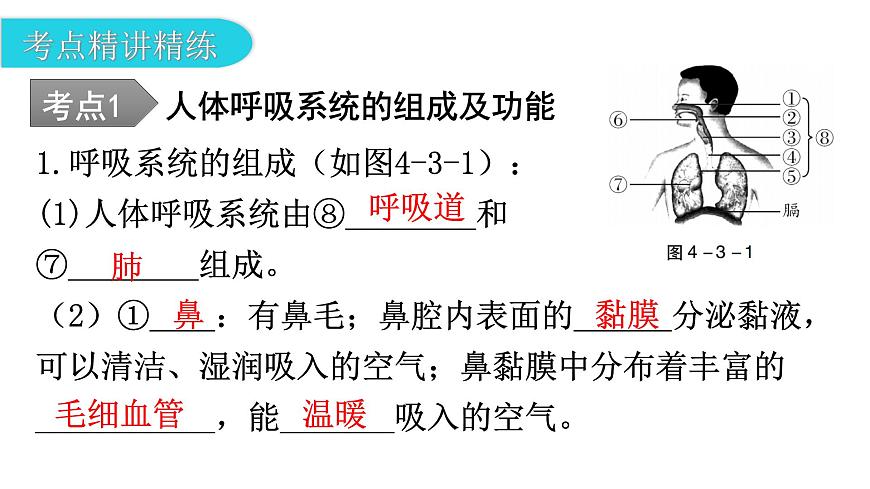 中考生物復習第四單元生物圈中的人第三章人體的呼吸教學課件第7頁