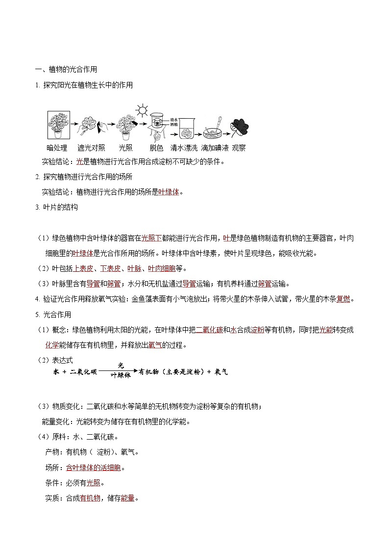【期中单元知识点归纳】(苏科版)2023-2024学年七年级生物上册 第四章 绿色植物是有机物的生产者 讲义(解析版)第2页