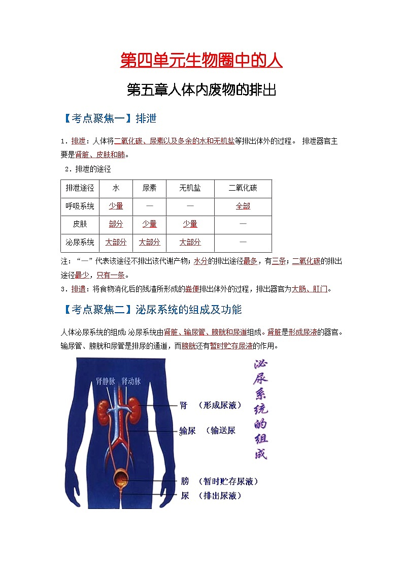 考点05 人体内废物的排出 中考生物 知识点复习(人教版)第1页