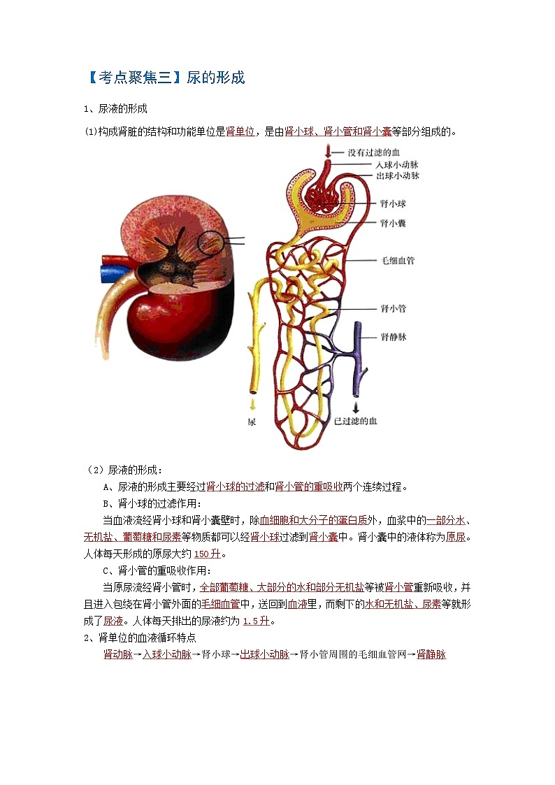 考点05 人体内废物的排出 中考生物 知识点复习(人教版)第2页