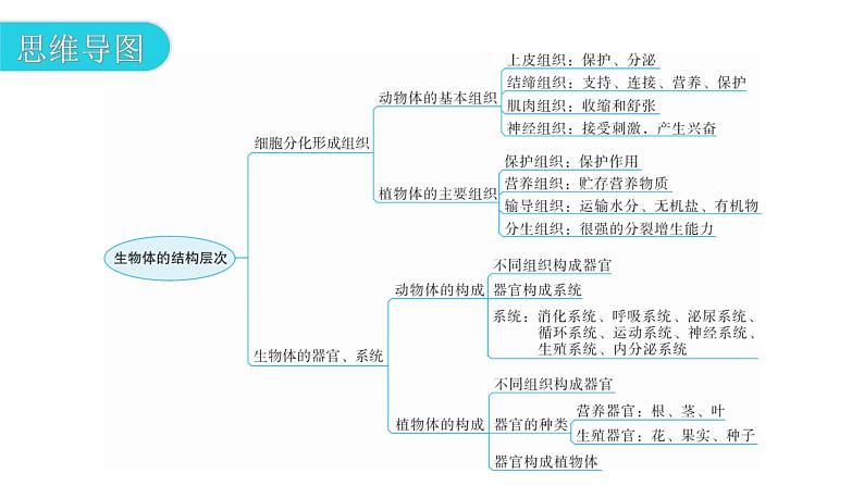 北师大版七年级生物上册第2单元第4章章末总结教学课件03