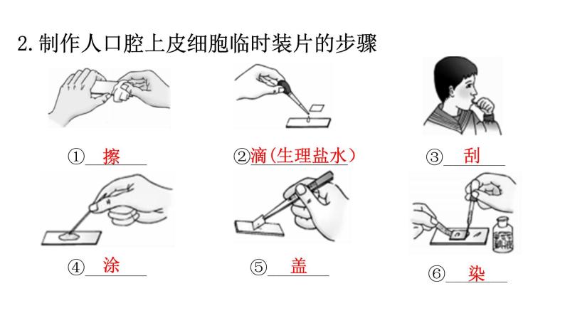 北师大版七年级生物上册重点图解专项训练课件03