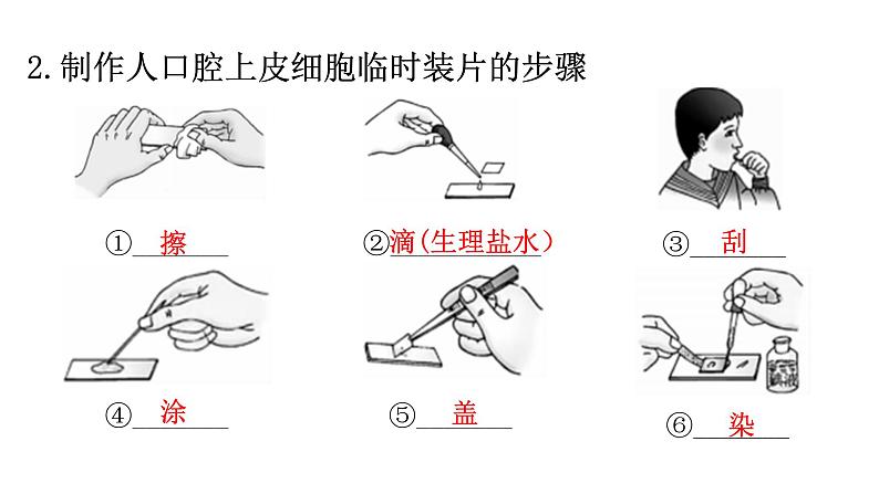北师大版七年级生物上册重点图解专项训练课件第3页