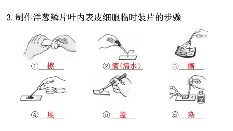 北师大版七年级生物上册重点图解专项训练课件04