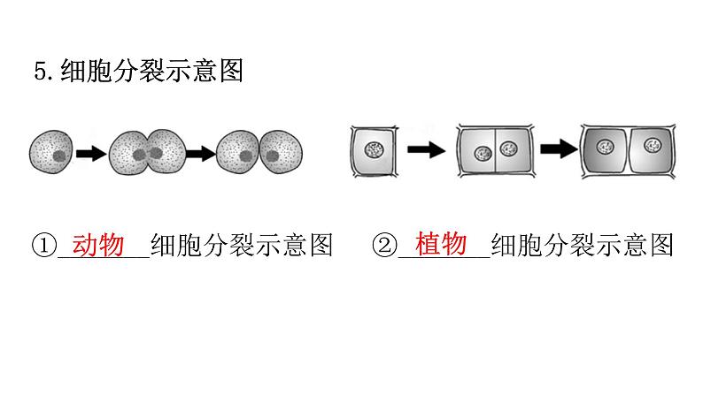 北师大版七年级生物上册重点图解专项训练课件第6页