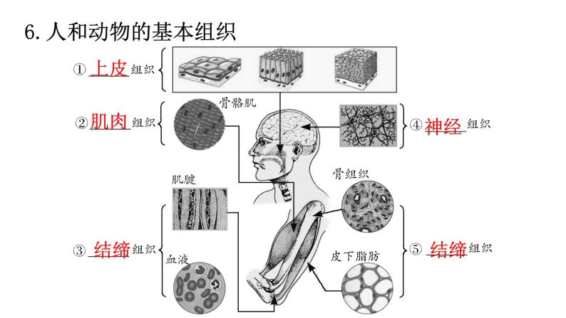 北师大版七年级生物上册重点图解专项训练课件07