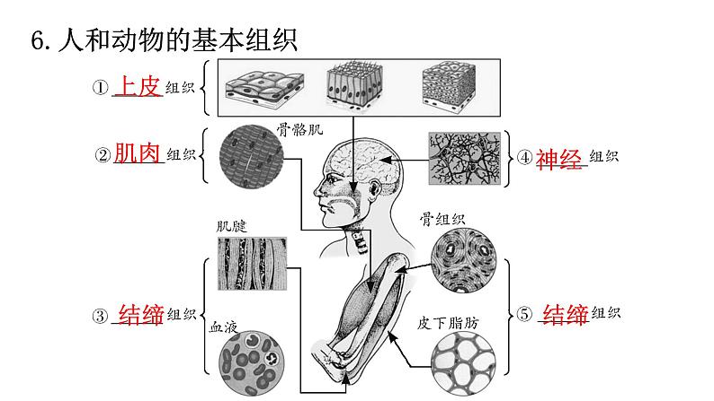 北师大版七年级生物上册重点图解专项训练课件第7页